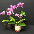 Immagine 5 azienda ALTSTETTER BLUMEN Nahrungs-/Genussmittel in Zürich ZH