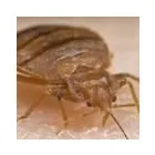 Entreprises 8 image BITIS DISINFESTAZIONI SA Schädlingsbekämpfungsunternehmen dans Lugano TI
