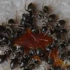 Entreprises 2 image BITIS DISINFESTAZIONI SA Schädlingsbekämpfungsunternehmen dans Lugano TI