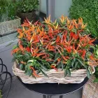Entreprises 3 image BLUMEN ART Garten/Pflanzen dans Zurich ZH