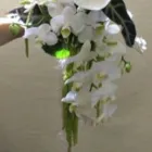 Immagine 2 azienda BLUMEN JAKOB Garten/Pflanzen in Zürich ZH