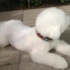 Entreprises 2 image DOG & MORE Tiersalons dans Zurich ZH