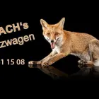 Immagine 3 azienda DUBACH GARAGE THUN GMBH Kfz-/Zweirad-Dienstleistungen in Thun BE