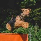 Unternehmen 3 Bild HAPPYPARADISE HUNDESALON Tierzucht und Tierhaltung am Zürich ZH