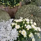Unternehmen 8 Bild MARLENE KELLER BLUMEN AN DER VORDERGASSE GMBH Garten/Pflanzen am Schaffhausen SH