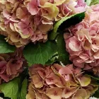 Unternehmen 7 Bild MARLENE KELLER BLUMEN AN DER VORDERGASSE GMBH Garten/Pflanzen am Schaffhausen SH