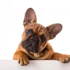 Immagine 2 azienda PET ART ROYAL STEFAN EFTY Druckereien in Zürich ZH