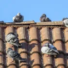 Entreprises 2 image STAUDACHER + SÖHNE AG Zimmerarbeiten, Holzbauarbeiten dans Zurich ZH