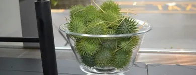 Entreprises 9 image BLUMEN ART Garten/Pflanzen dans Zurich ZH