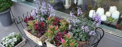 Entreprises 10 image BLUMEN ART Garten/Pflanzen dans Zurich ZH