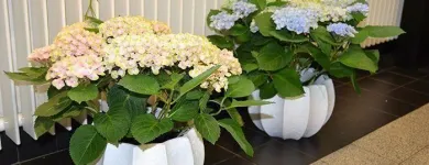 Entreprises 11 image BLUMEN ART Garten/Pflanzen dans Zurich ZH