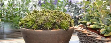 Entreprises 1 image BLUMEN ART Garten/Pflanzen dans Zurich ZH