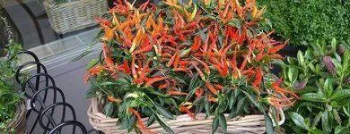 Entreprises 3 image BLUMEN ART Garten/Pflanzen dans Zurich ZH