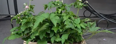 Entreprises 4 image BLUMEN ART Garten/Pflanzen dans Zurich ZH