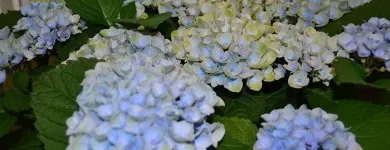 Entreprises 5 image BLUMEN ART Garten/Pflanzen dans Zurich ZH