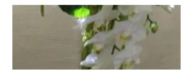 Immagine 2 azienda BLUMEN JAKOB Garten/Pflanzen in Zürich ZH