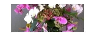 Immagine 4 azienda BLUMEN JAKOB Garten/Pflanzen in Zürich ZH