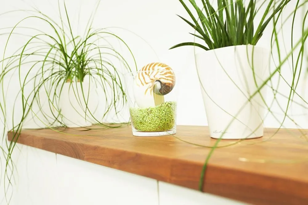 Immagine 6 azienda DR. MED. DENT. ANKE BENOIT