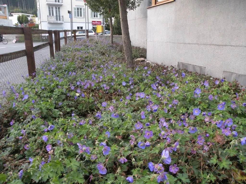 Entreprises 3 image ROTH GARTENBAU & GARTENPFLEGE