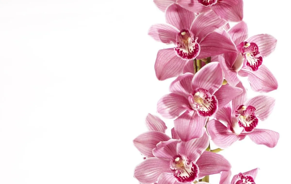 Entreprises 4 image LE FLEURISTE.CH GMBH