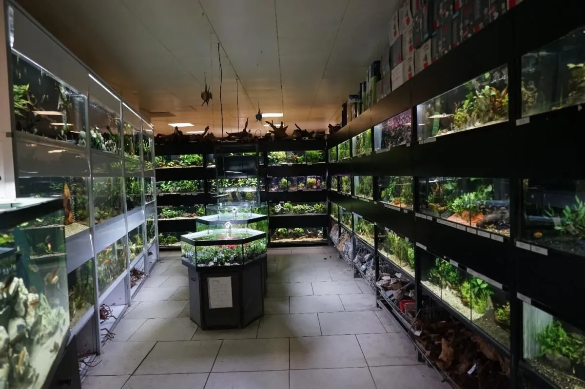 Immagine 3 azienda AQUARIUM SEEROSE, ZOOFACHGESCHÄFT S. LEUCH
