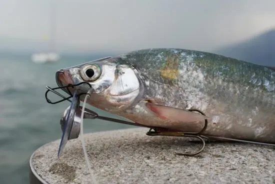 Unternehmen 3 Bild ANDY'S FISCHERSHOP